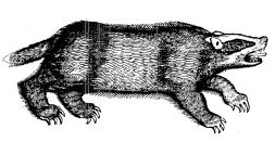 Topsell's Badger
