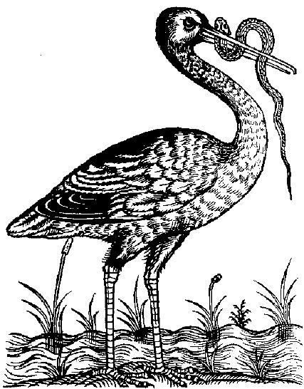 A Stork with a serpent in its beak