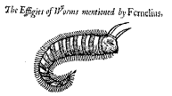Worm 2: from an image by Fernelius