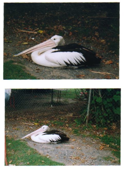 A Pelican